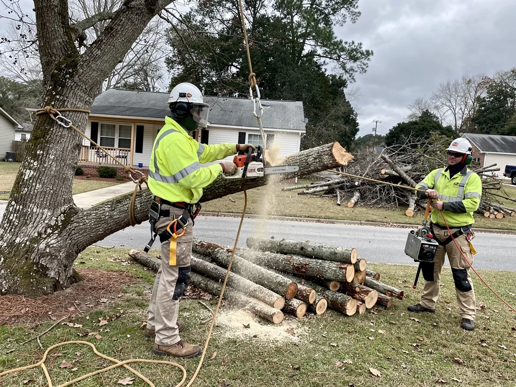 Hazardous Tree Removal